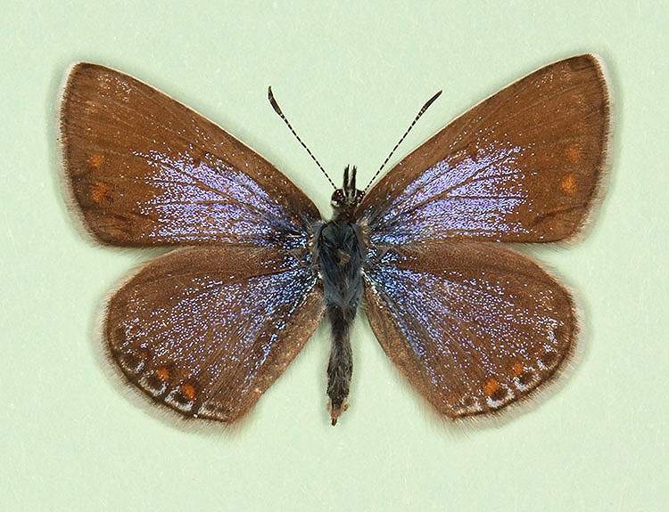 Polyommatus icarus female (aberrant form oceanus 2) (Internet Image property of respective owner, non-commercial use only)